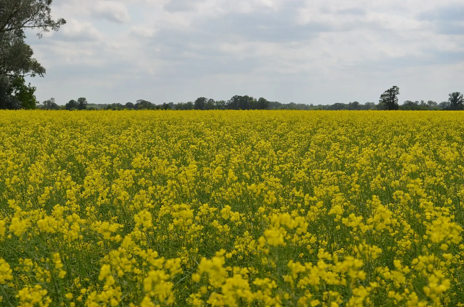 Flowering canola field in Manitoba, Canada