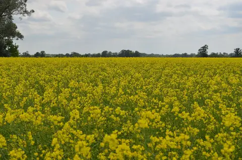 Flowering canola field in Manitoba, Canada