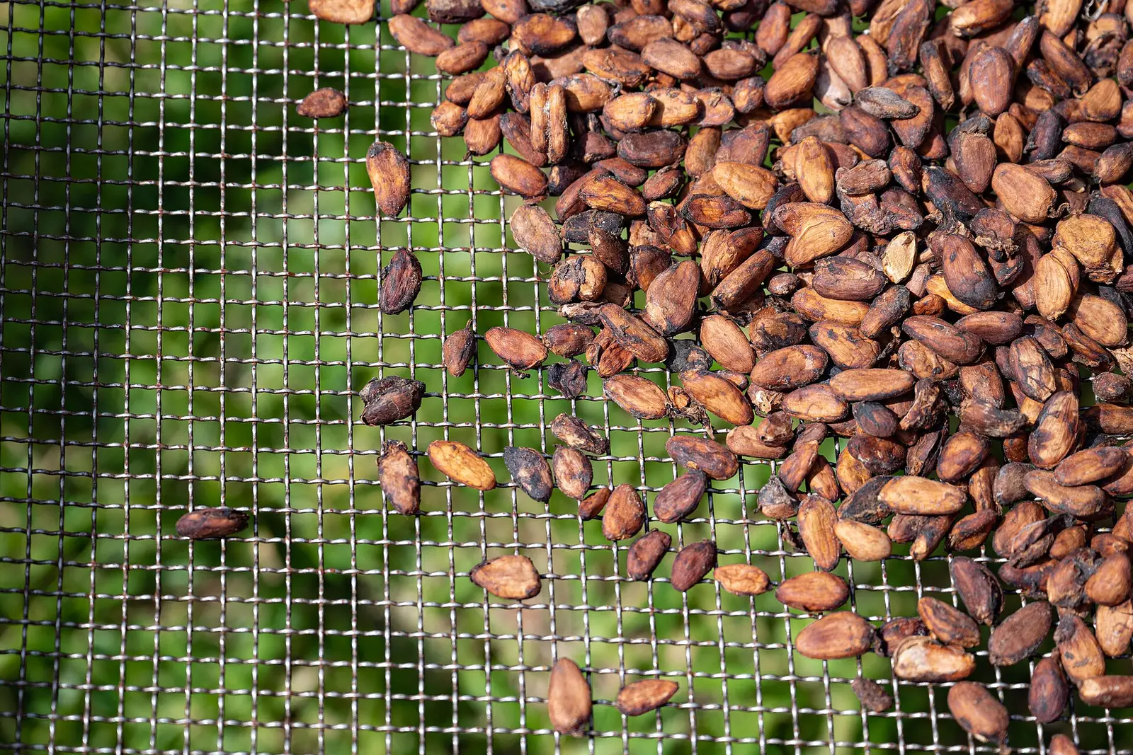 Dried cocoa beans spread on a drying screen in Soubre, western Ivory Coast