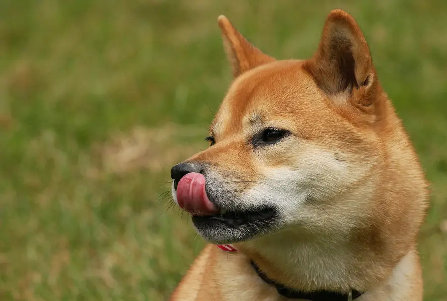A Shiba Inu in profile, the breed on the Dogecoin (DOGE) emblem