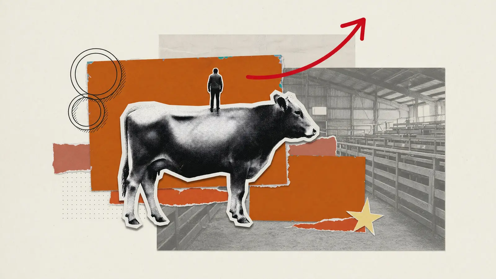 A feeder steer drawn large on an auction-barn collage, with a small figure seen from behind standing on its back and one red arrow pointing up