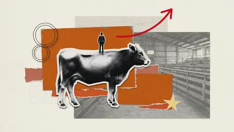 A feeder steer drawn large on an auction-barn collage, with a small figure seen from behind standing on its back and one red arrow pointing up
