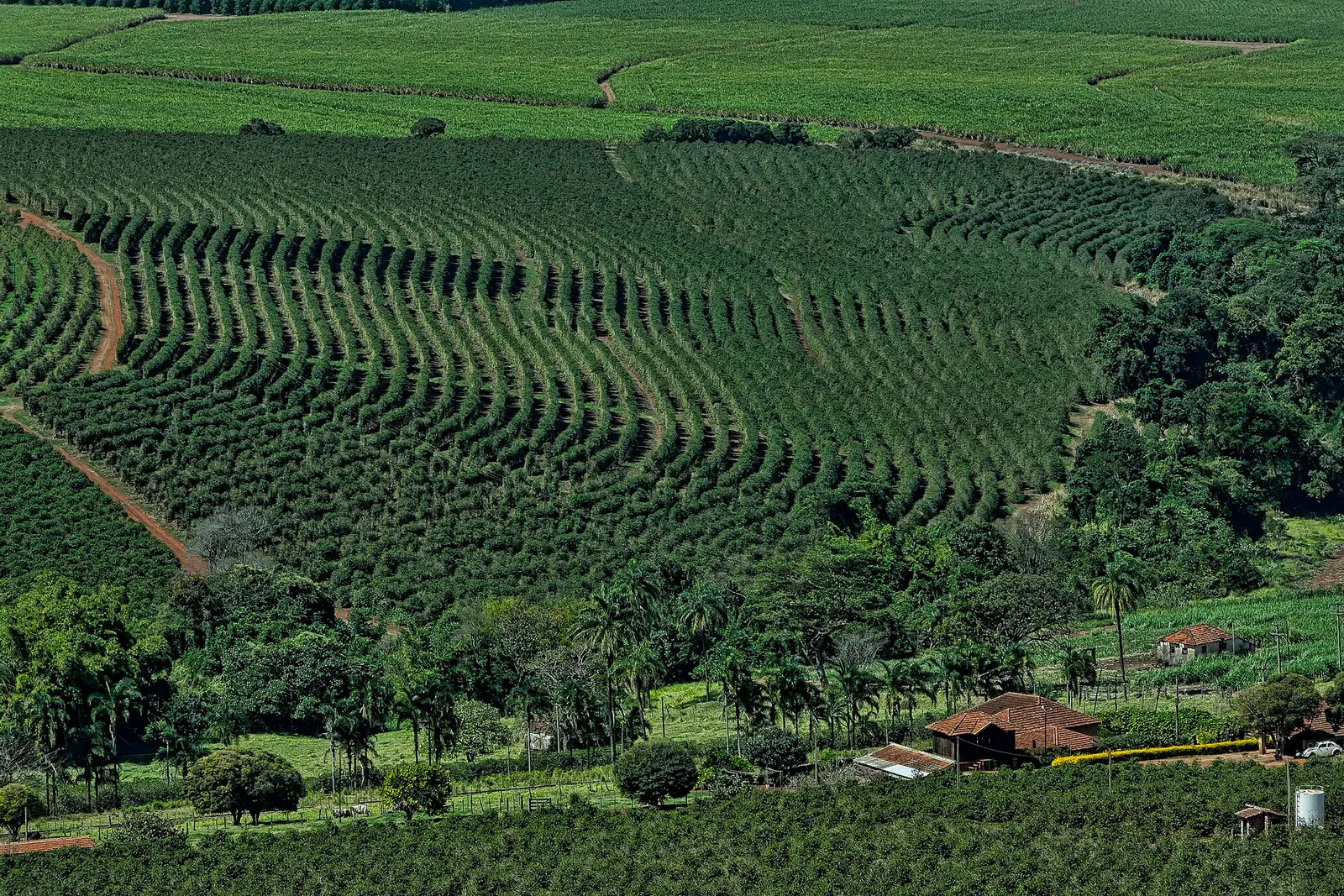 Contour-planted rows of coffee trees after a mechanical harvest at Altinopolis in Sao Paulo state, Brazil, with sugar cane fields beyond