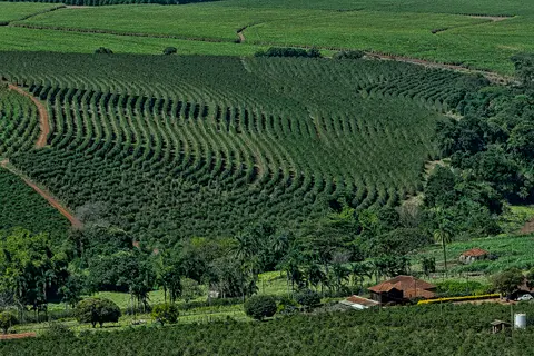 Contour-planted rows of coffee trees after a mechanical harvest at Altinopolis in Sao Paulo state, Brazil, with sugar cane fields beyond