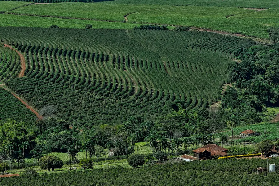 Contour-planted rows of coffee trees after a mechanical harvest at Altinopolis in Sao Paulo state, Brazil, with sugar cane fields beyond