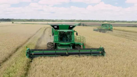 Combines harvesting rice at 3S Ranch near El Campo, Texas