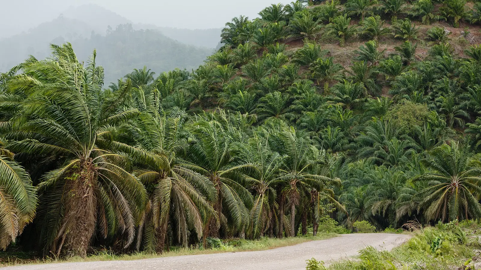 Oil palms covering a hillside in Kunak district, Sabah, Malaysia