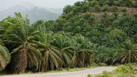 Oil palms covering a hillside in Kunak district, Sabah, Malaysia