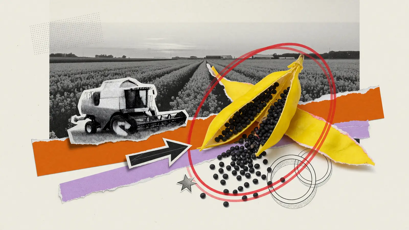 A single yellow rapeseed pod split open, black seeds spilling, illustrating Rapeseed