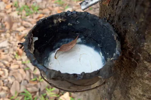Latex cup on a tapped rubber tree at Koh Chang, Thailand