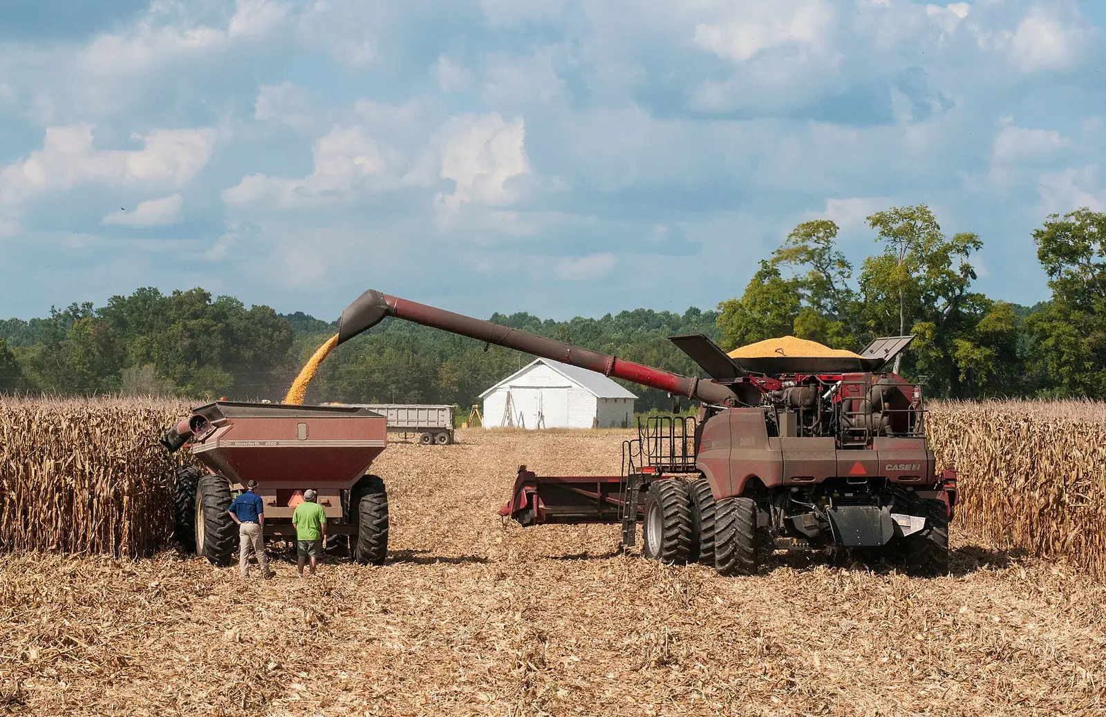 A Case IH combine augers harvested feed corn into a grain cart beside standing corn during the US corn harvest