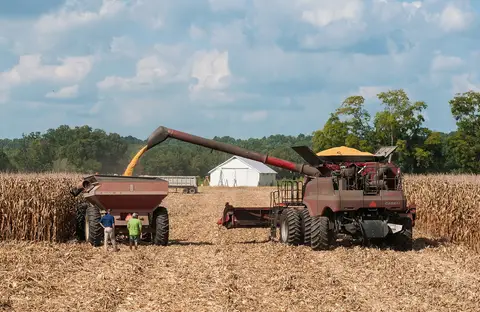 A Case IH combine augers harvested feed corn into a grain cart beside standing corn during the US corn harvest