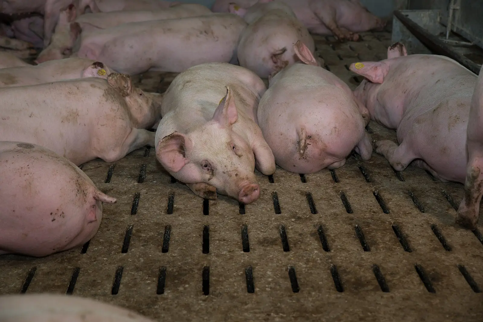Finishing pigs resting on a slatted concrete floor inside a commercial hog barn