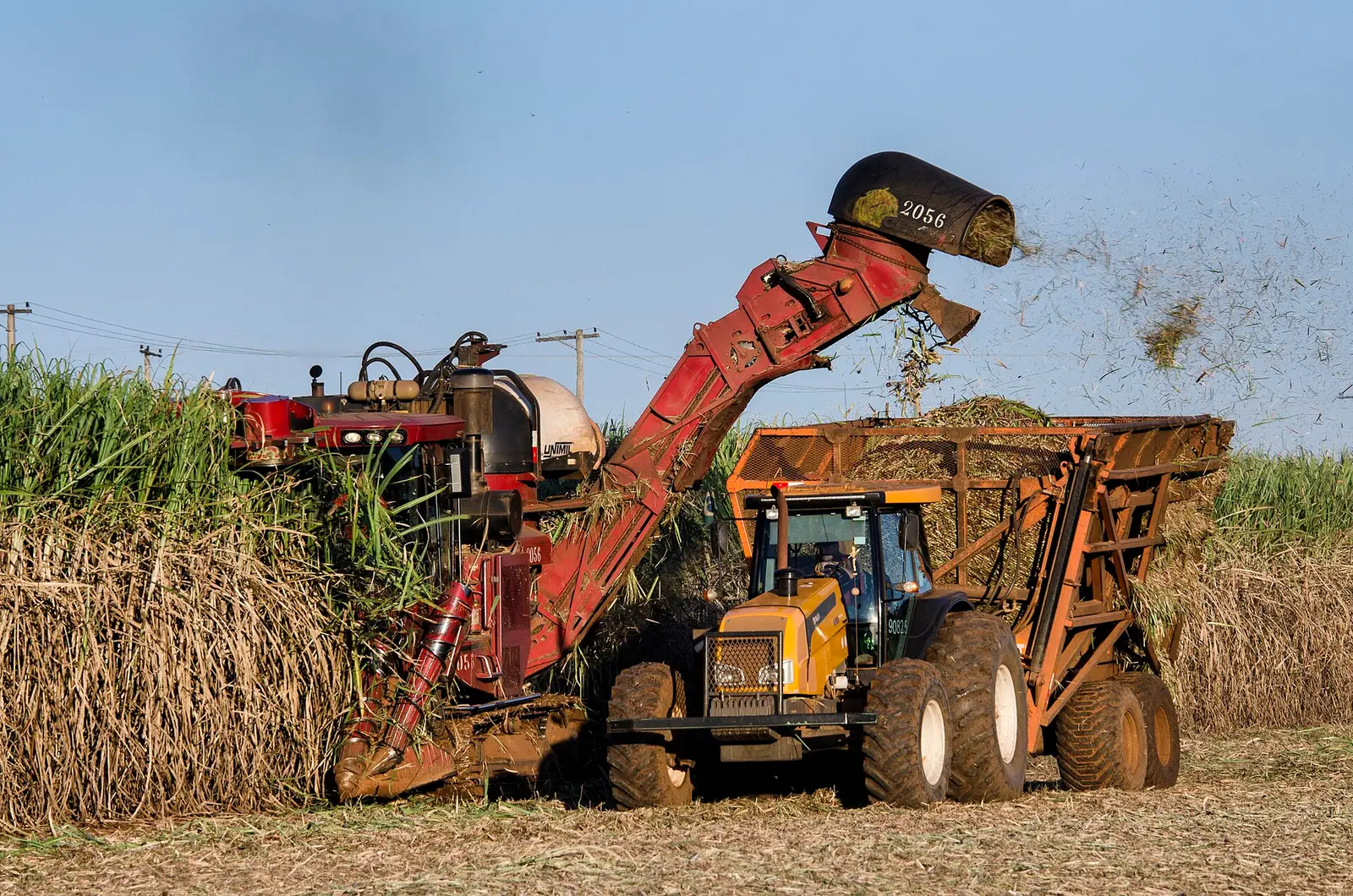 A sugar cane harvester loads chopped cane into a tractor-drawn trailer during a mechanised harvest
