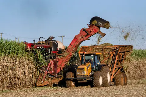 A sugar cane harvester loads chopped cane into a tractor-drawn trailer during a mechanised harvest
