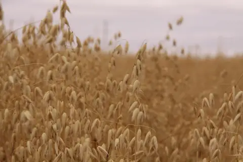 Ripe oat panicles in a field near Aberdeen, Saskatchewan, under an overcast sky