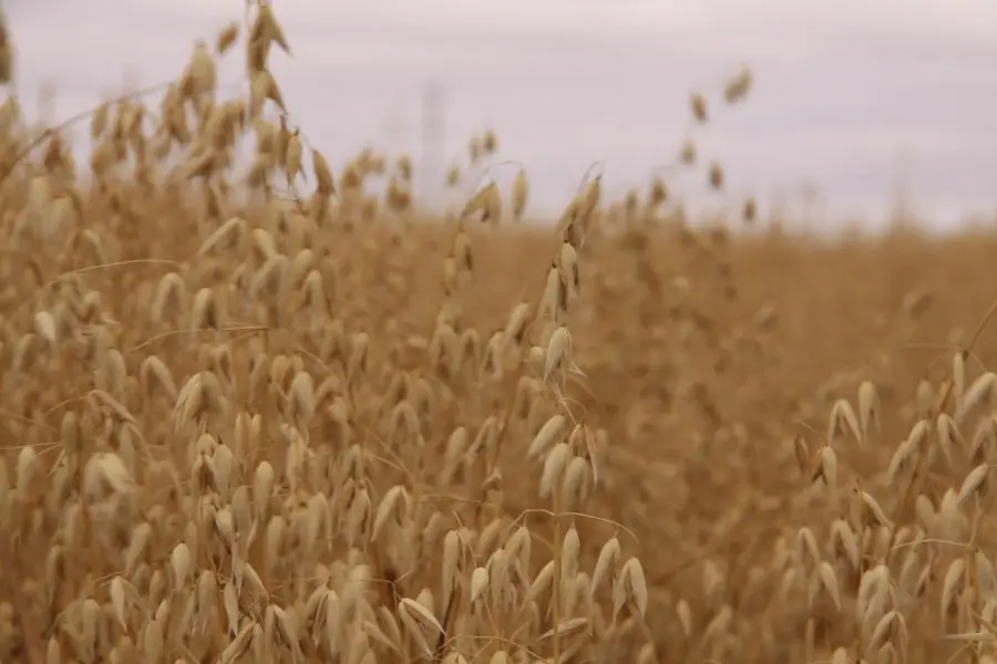 Ripe oat panicles in a field near Aberdeen, Saskatchewan, under an overcast sky