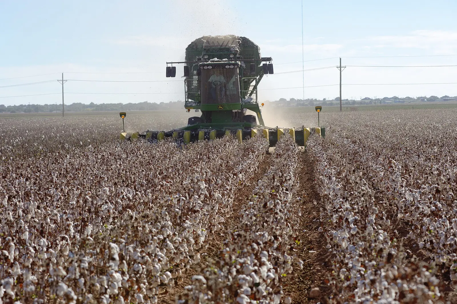A John Deere cotton stripper harvesting rows of open cotton bolls on the South Plains near Lubbock, Texas