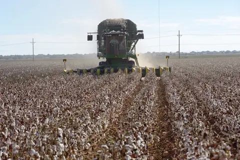 A John Deere cotton stripper harvesting rows of open cotton bolls on the South Plains near Lubbock, Texas