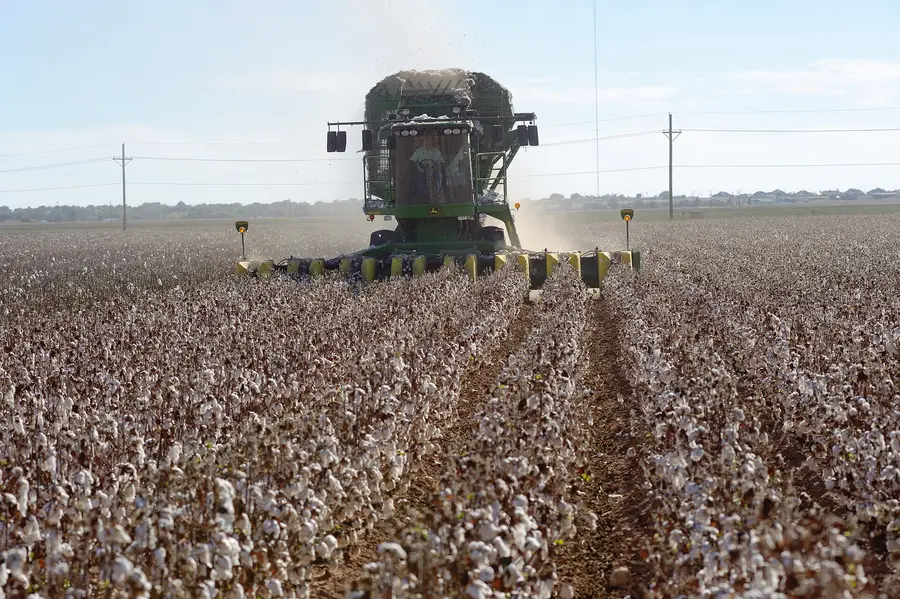 A John Deere cotton stripper harvesting rows of open cotton bolls on the South Plains near Lubbock, Texas