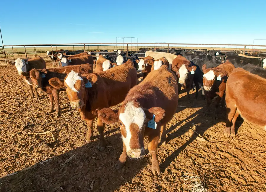 Hereford-cross and black beef cattle with ear tags standing in a dirt feedlot pen under a clear sky in New Mexico