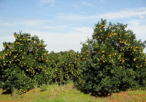 Orange trees heavy with fruit in a grove near Itapolis in the Sao Paulo citrus belt, Brazil
